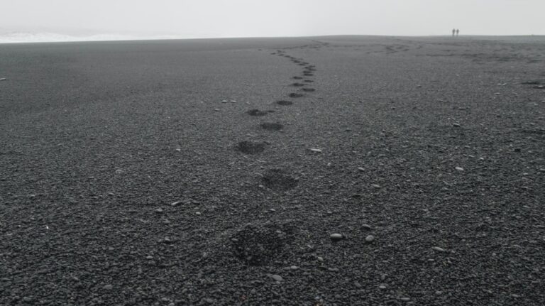 OpenCV – distanceTransform で距離変換を行う方法 | pystyle